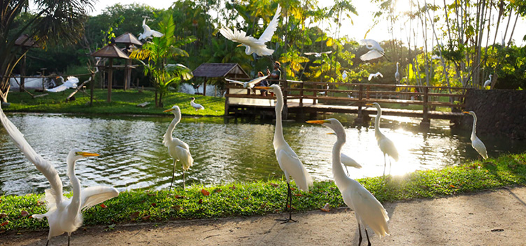 #ParaTodosVerem:  Fotografia do interior do Mangal das Garças, importante ponto turístico da cidade de Belém. Em primeiro plano, estão seis aves da espécie que nomeia o local, à beira de um lago sobre o qual há uma pequena ponte de madeira, no canto direito da imagem. Outras inúmeras garças sobrevoam a água. Há muito verde representado por áreas gramadas e árvores. 