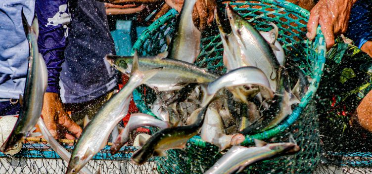 #ParaTodosVerem: Fotografia destaca vários homens segurando cestos e redes utilizados na pesca de peixe conhecido como “mapará”. Os homens estão dentro da água e movimentam o cesto cheio de peixes.