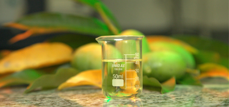 #ParaTodosVerem:Fotografia destaca, em primeiro plano, uma vidraria de laboratório de formato cilíndrico, com líquido transparente em seu interior. Ao fundo, com efeito desfocado, há mangas (frutas) e folhas de mangueira.