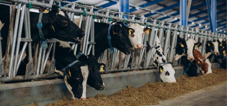 imagem sem descrição.